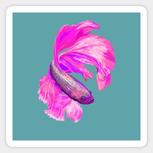 Pink Siamese fighting fish Sticker